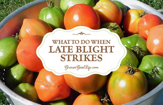 What to Do When Late Blight Strikes Your Tomatoes