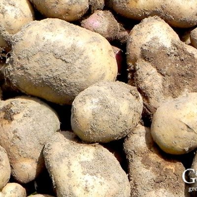 freshly harvested potatoes in a bin