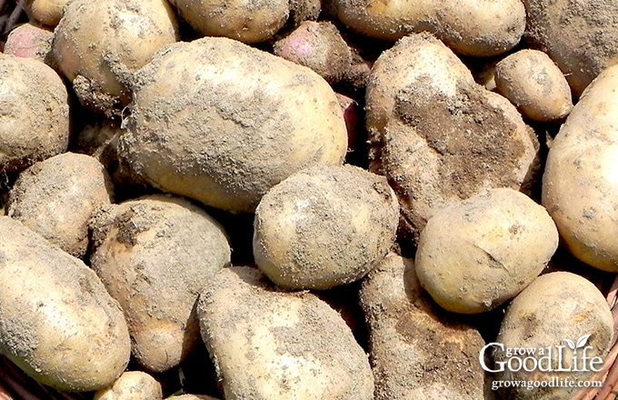 freshly harvested potatoes in a bin