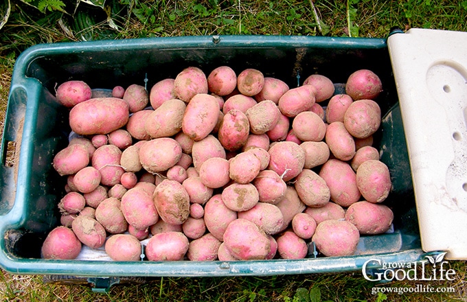 green wagon filled with freshly harvested potatoes