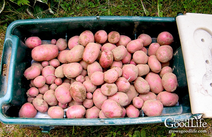 5 Steps To Storing Potatoes For Winter