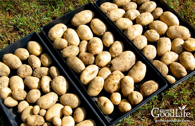 potatoes curing in a single layer on seedling trays