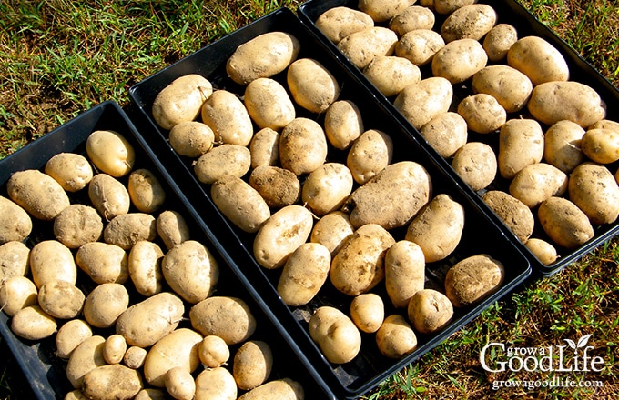 Potato Storage: How to Store Potatoes Properly