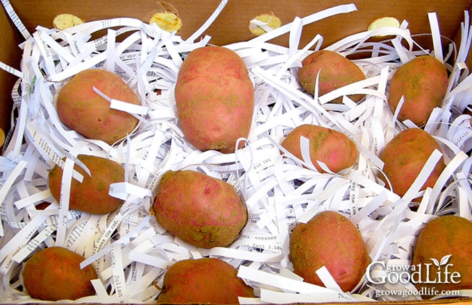 packing the potatoes in boxes with shredded paper