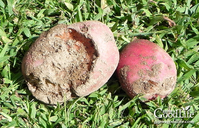 potatoes that show signs of vole damage