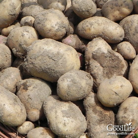 How to store potatoes for winter
