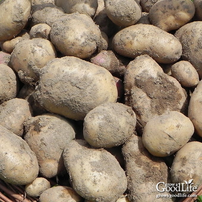 close up of a pile of freshly harvested potatoes