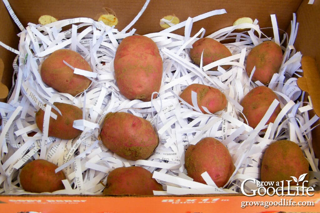 A box of red potatoes packaged up in shredded paper for winter storage.