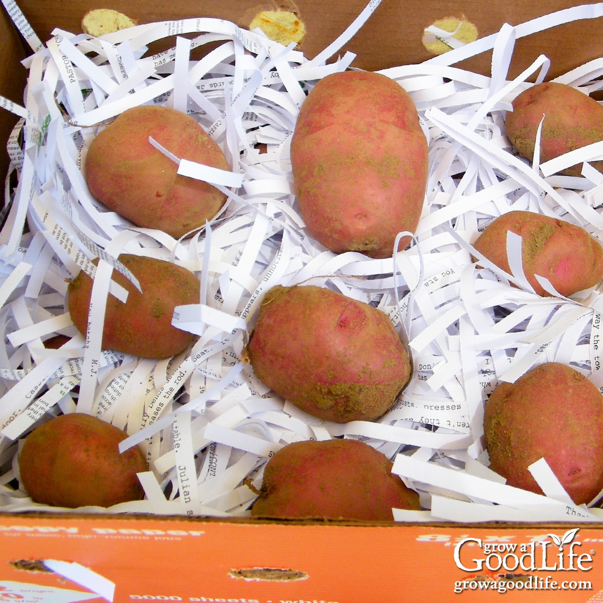 Potatoes packed in a cardboard box with shredded paper for winter storage.