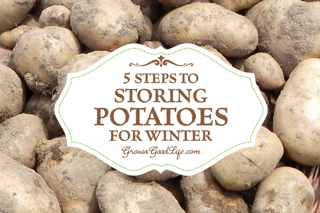 5 Easy Steps to Storing Potatoes | Grow a Good Life