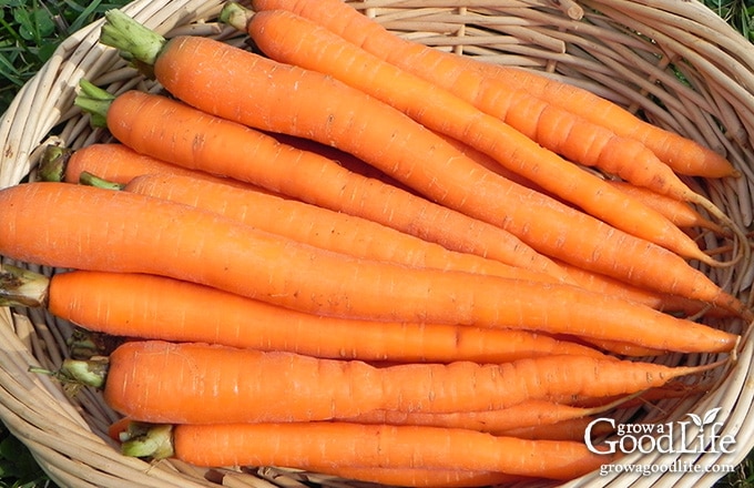 fresh harvest of carrots