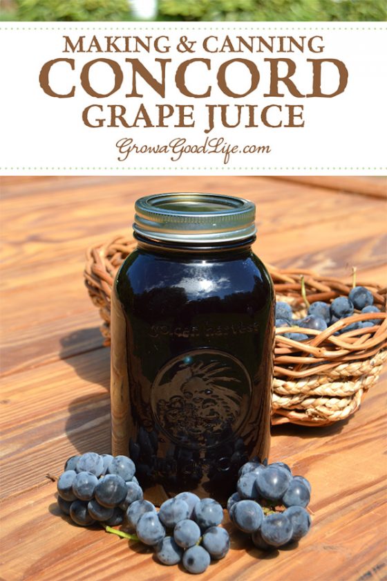 Homemade Concord Grape Juice No Added Sugar