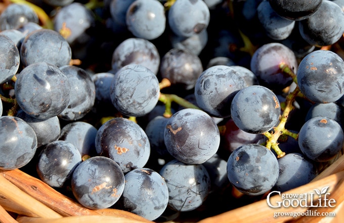 close up of Concord grape harvest in a basket
