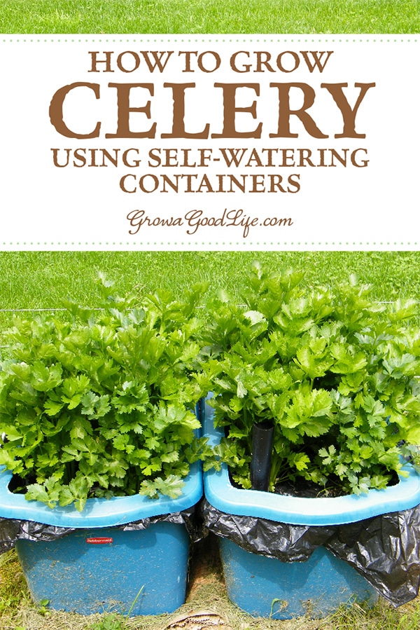 How to Grow Celery Using Self-Watering Planters