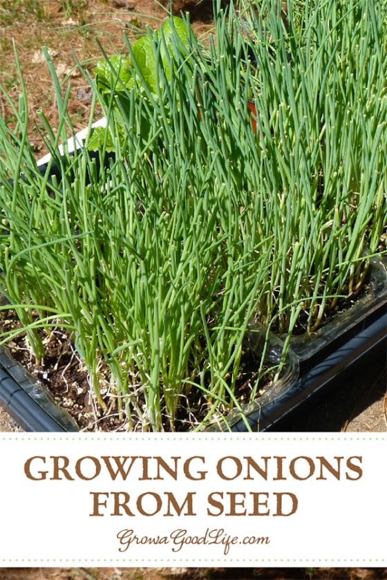 How to Grow Onions From Seed