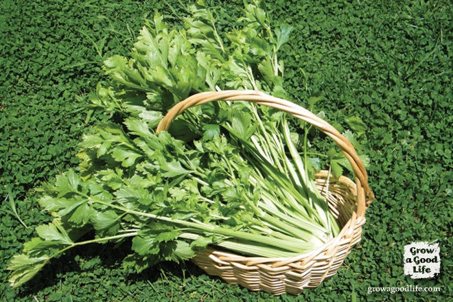 growing celery seedlings