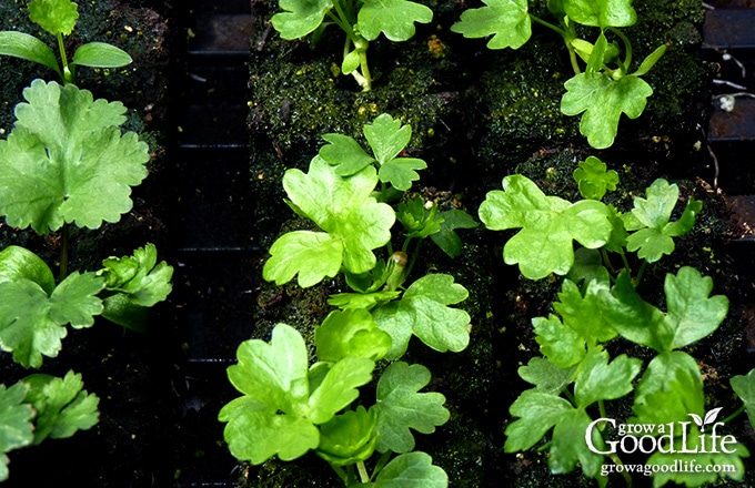 Growing celery from seed can be a challenge. Celery has a long growing season and takes a while to develop when sowing from seed. Here are some tips on how to start celery plants from seed and using self-watering containers to maintain the moisture levels needed for the plants to thrive.