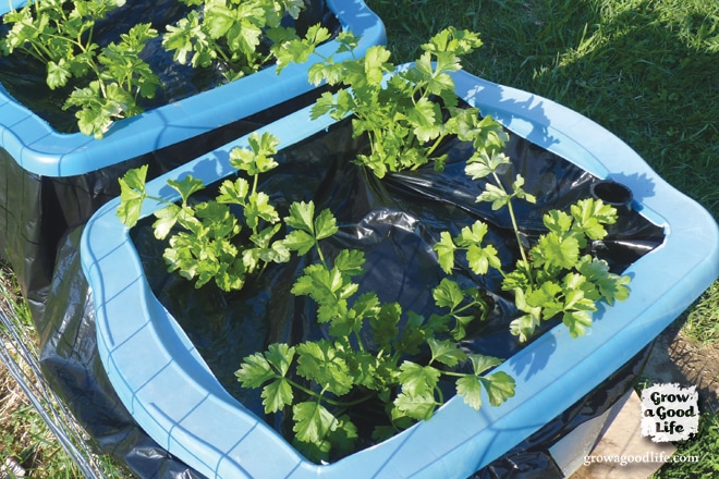 Growing celery from seed can be a challenge. Celery has a long growing season and takes a while to develop when sowing from seed. Here are some tips on how to start celery plants from seed and using self-watering containers to maintain the moisture levels needed for the plants to thrive.