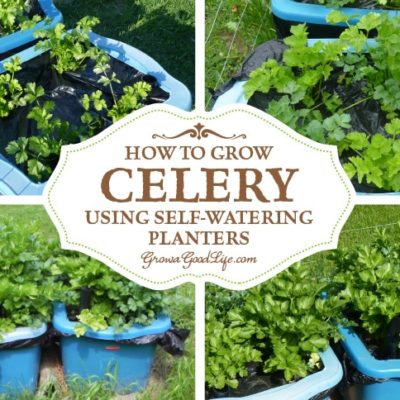 Growing celery from seed can be a challenge. Celery has a long growing season and takes a while to develop when sowing from seed. Here are some tips on how to start celery plants from seed and using self-watering containers to maintain the moisture levels needed for the plants to thrive.