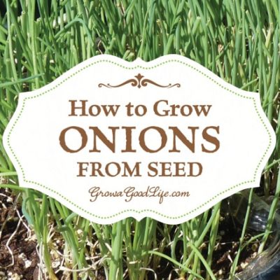 How to Grow Onions From Seed