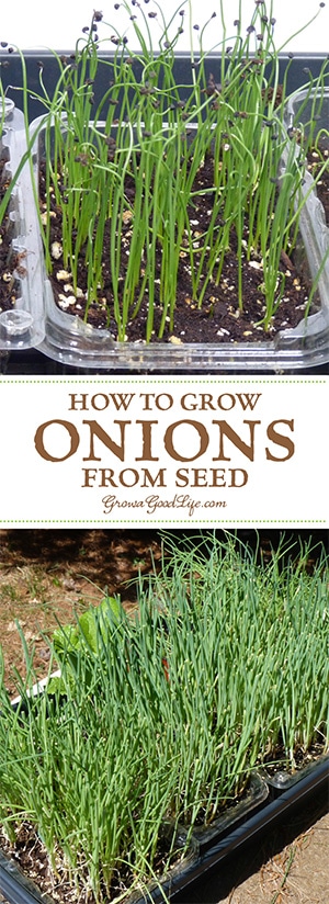 How to Grow Onions From Seed