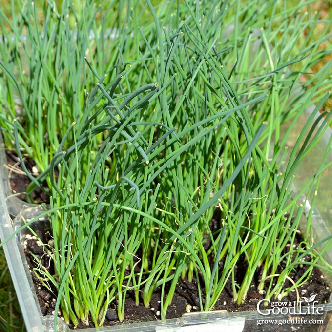 A tray of onion seedlings on a table.