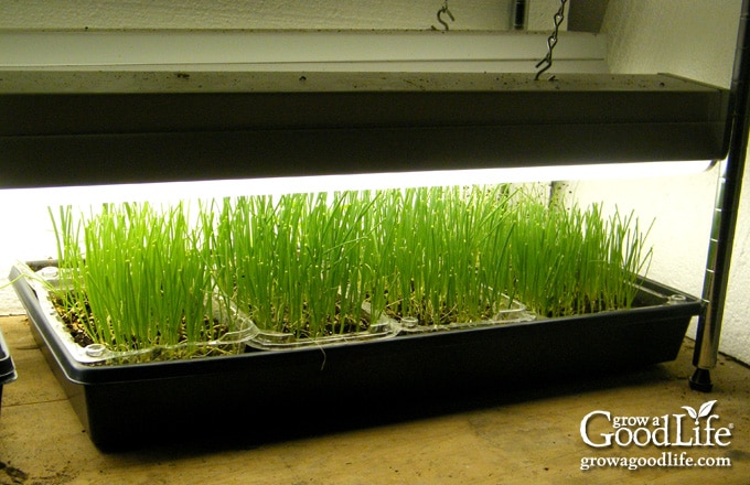 Onion seedlings under lights right after trimming off the top foliage.
