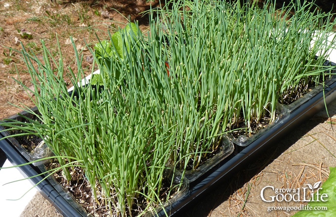 How to Grow Onion from Seed  