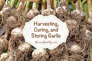 Harvesting, Curing, and Storing Garlic | Grow a Good Life