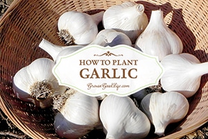 How to Plant Garlic in the Fall Garden | Grow a Good Life