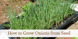 How to Grow Onions from Seed
