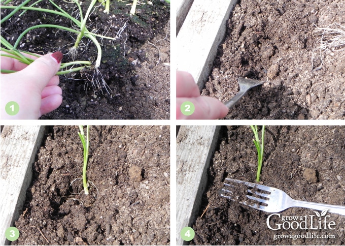 Steps to transplanting onion seedlings to the garden.