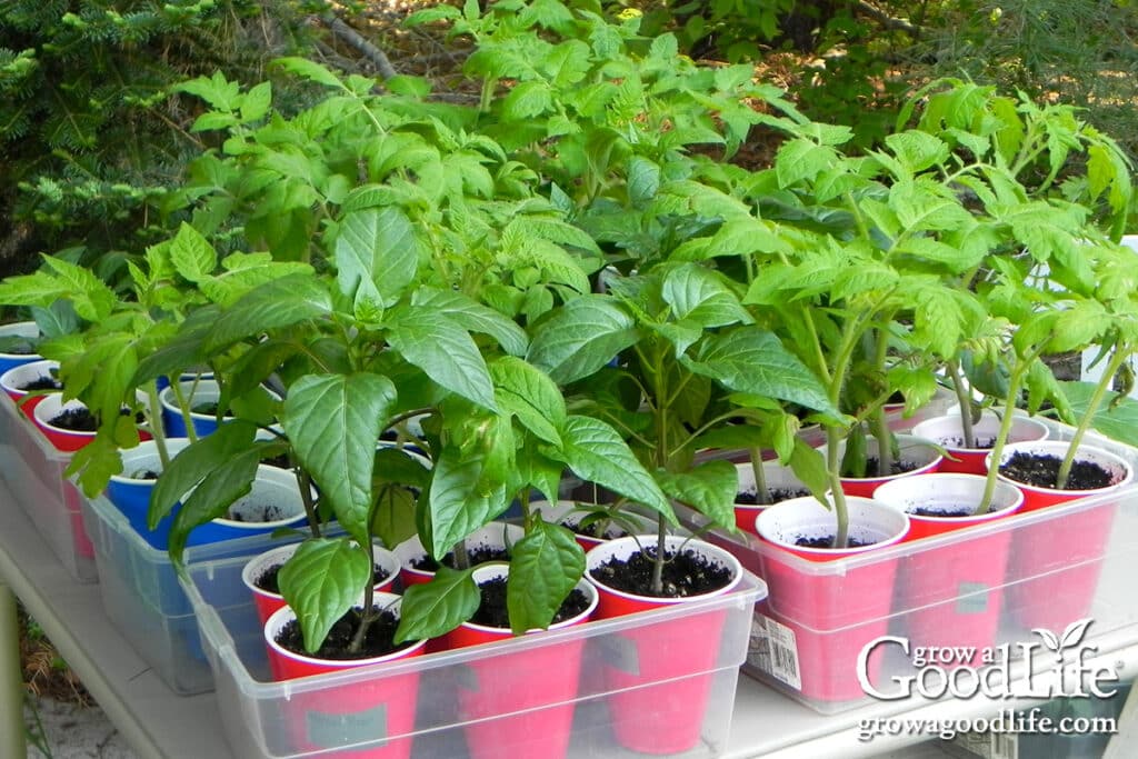 Trays of pepper and tomato seedlings outdoors on a table hardening off before transplanting into the garden.