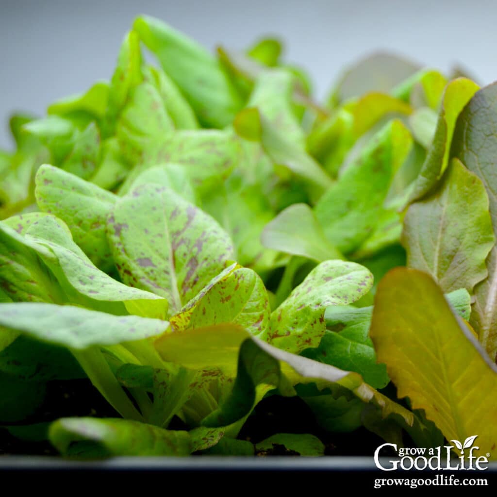 Healthy vegetable seedlings growing under grow lights on a seed-starting shelf.