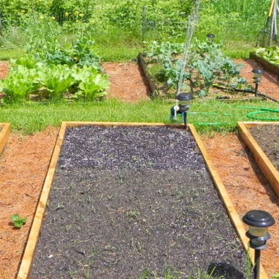 image of a raised bed vegetable garden