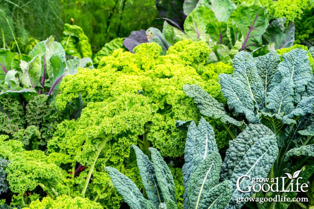 Vibrant green kale plants growing in a backyard vegetable garden.