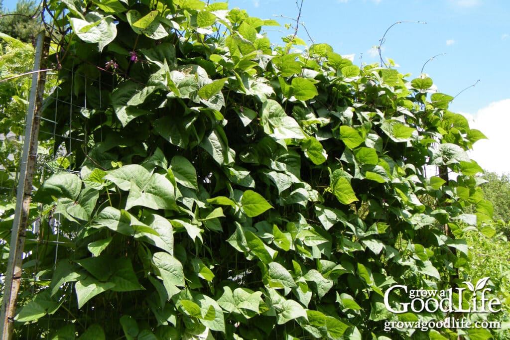 Pole beans climbing up a garden trellis with green leaves and pods forming along the vines.