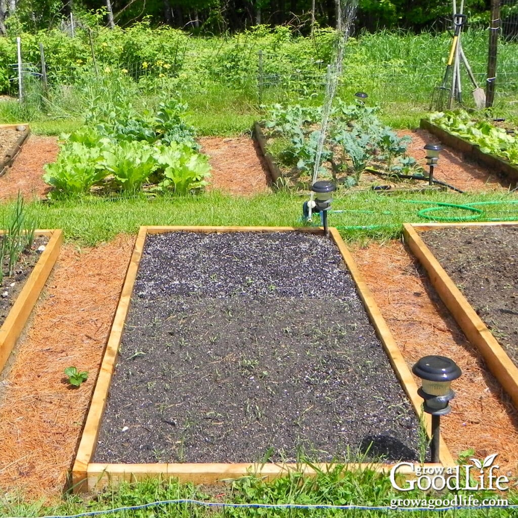 Raised bed vegetable garden with carrots growing in the front bed and lush spring greens thriving in the background.