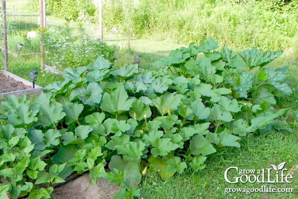 Healthy squash vines growing along the edge of the garden.