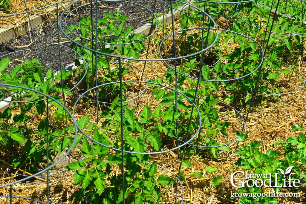 Healthy tomato plants with tomato cages in a sunny raised bed garden.