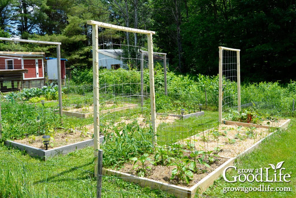 Early summer raised bed vegetable garden with wooden trellis supports.