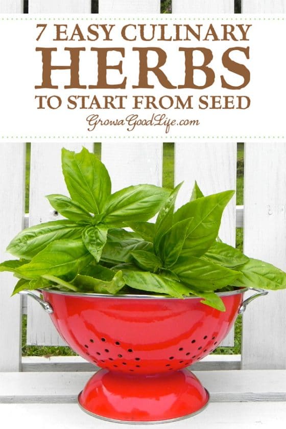 Growing Herbs 7 Herbs to Start from Seed