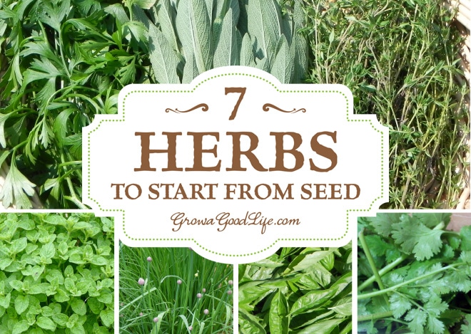 Herbs Sunlight Chart