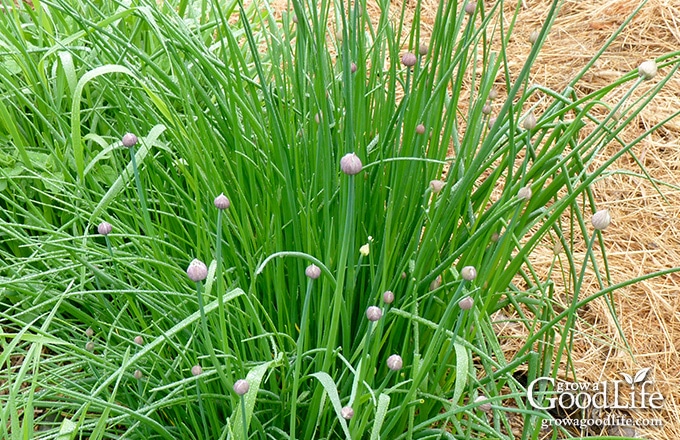 chive plants in the garden