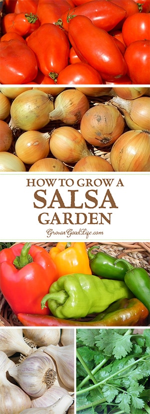 If you enjoy eating fresh salsa in the summer, growing a salsa garden will provide you with the ingredients you need to whip up salsa at a moments notice. If you enjoy eating fresh salsa in the summer, growing a salsa garden will provide you with the ingredients you need to whip up salsa at a moments notice.