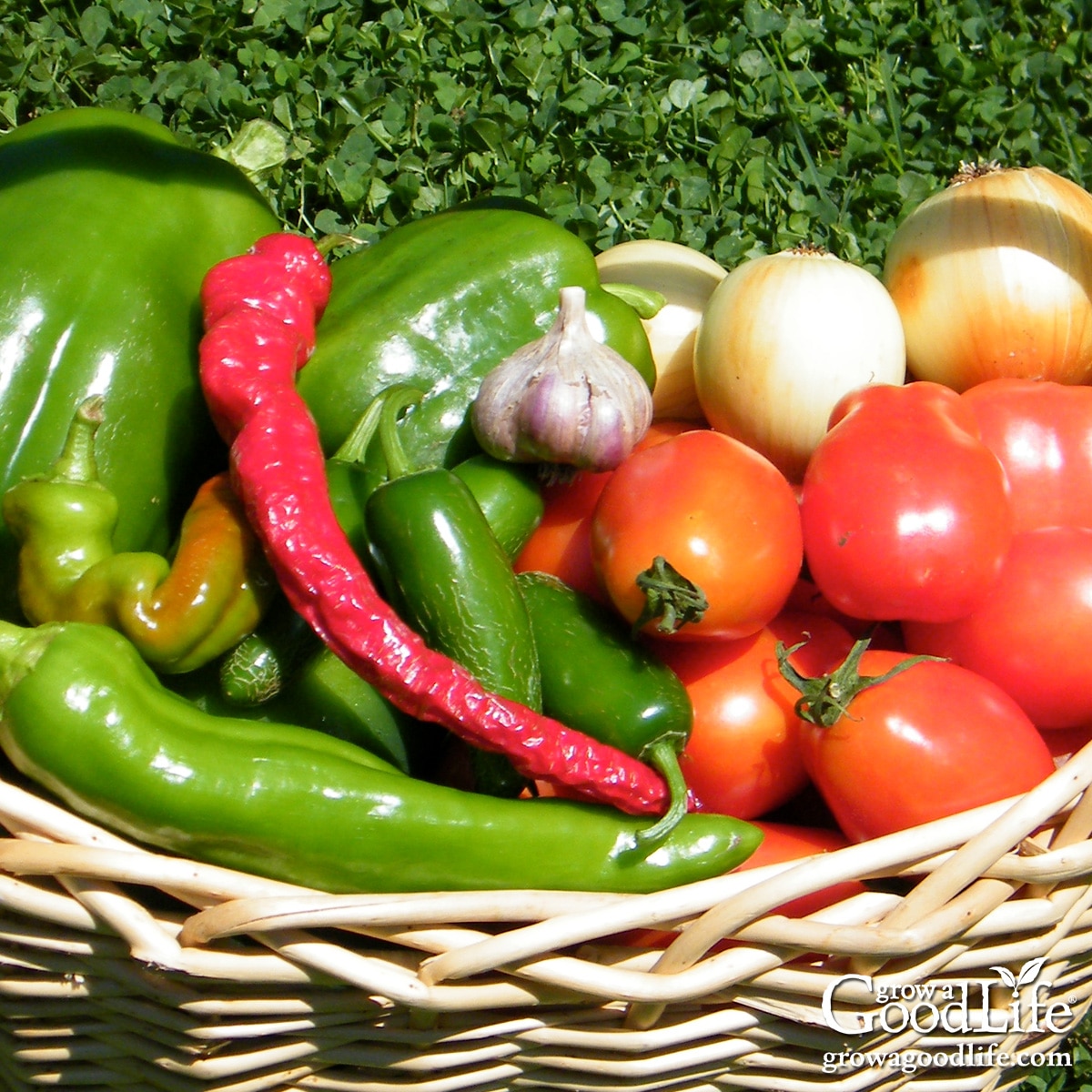 Close up of a basket of salsa ingredients.