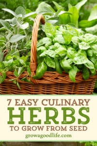 Growing Herbs: 7 Herbs to Start from Seed