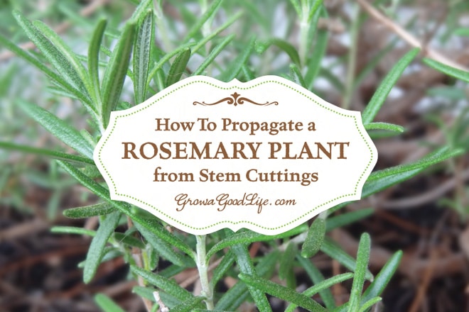 How to Propagate a Rosemary Plant from Stem Cuttings | Grow a Good Life