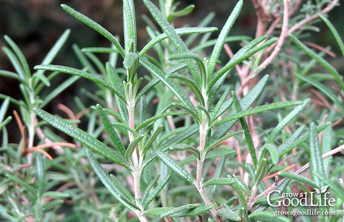 How To Propagate A Rosemary Plant From Stem Cuttings,Shortbread Recipe For Kids