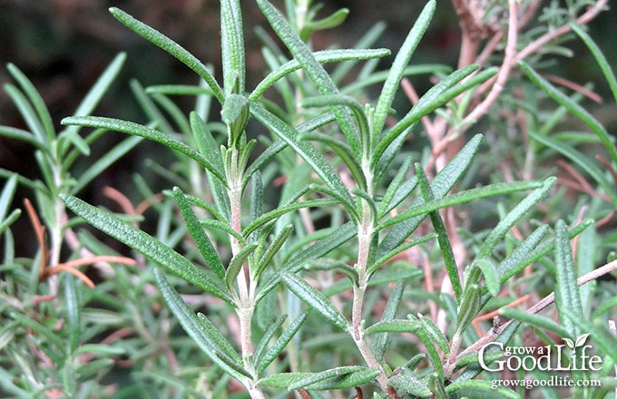 image closeup of rosemary stems